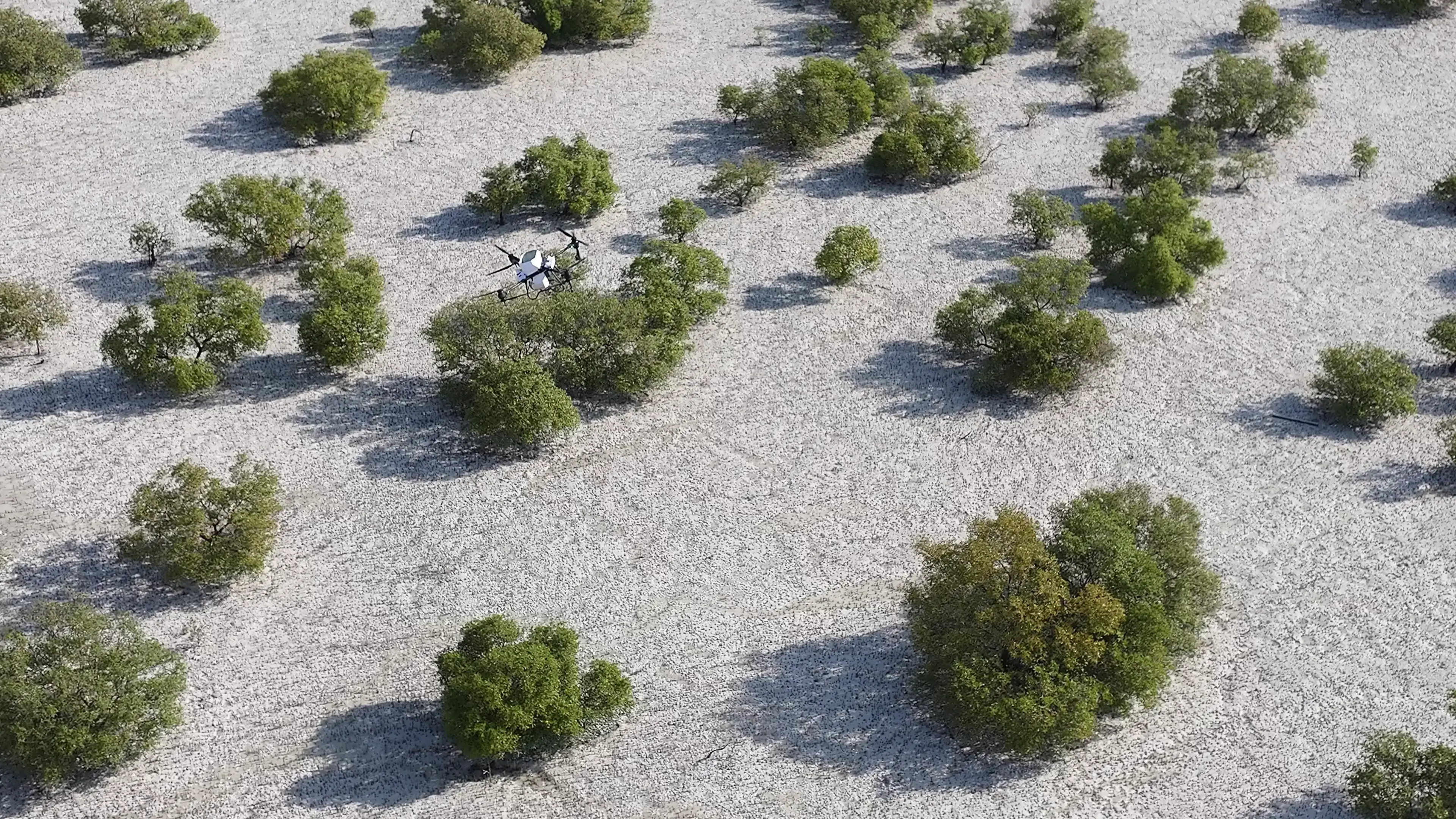 Nabat, New Abu Dhabi Climate Tech Venture, to use AI and Robotics to Restore Mangroves and Boost Climate Resilience