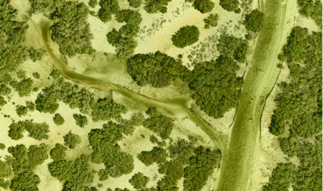From Planting to Performance: What Mangrove Restoration Must Prove