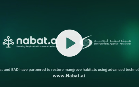 Mangrove conservation and restoration in the UAE
