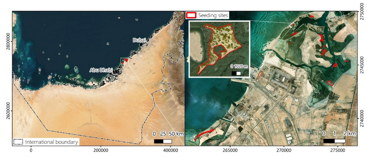 Detecting mangrove seedlings from UAV imagery using deep learning for restoration monitoring